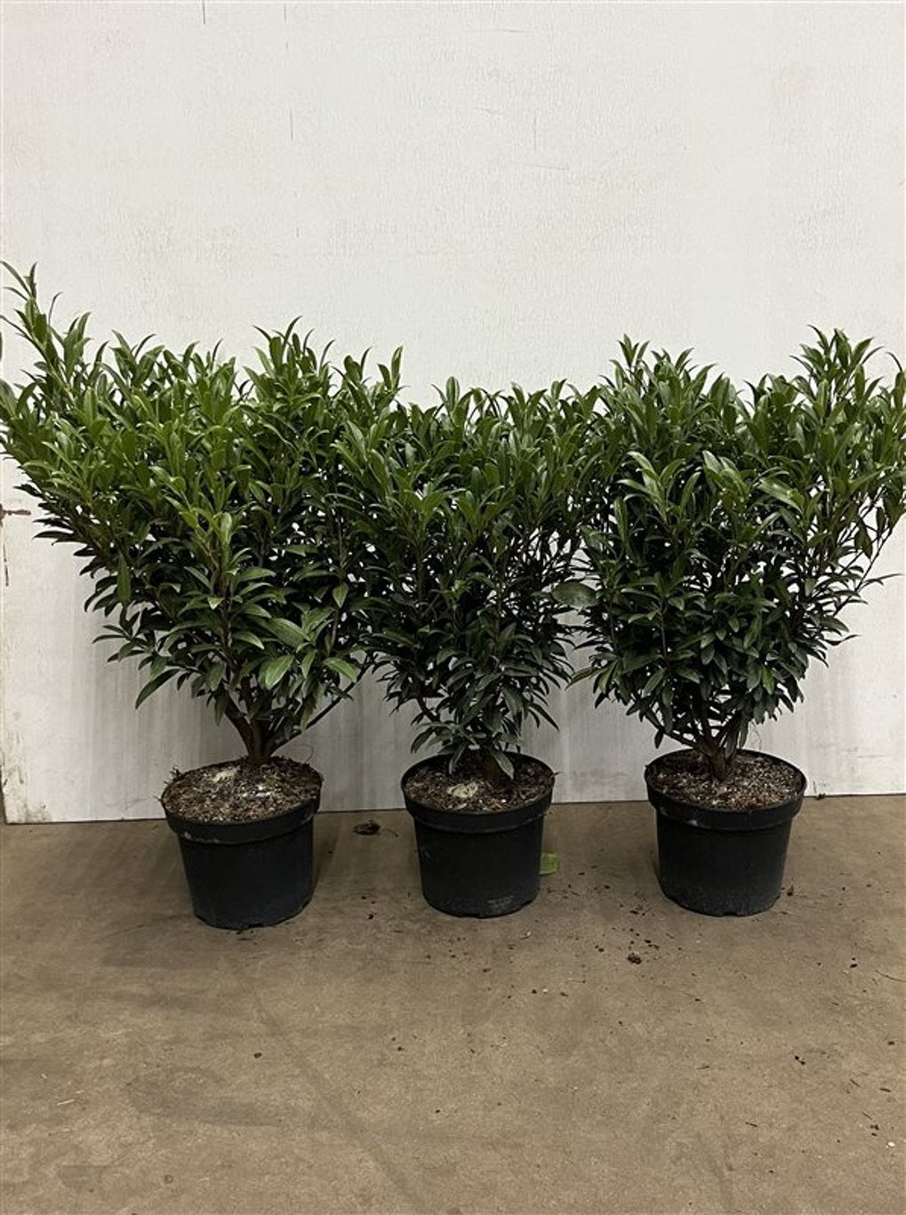 Prunus l. 'Sofia' - C5 40-60 CM